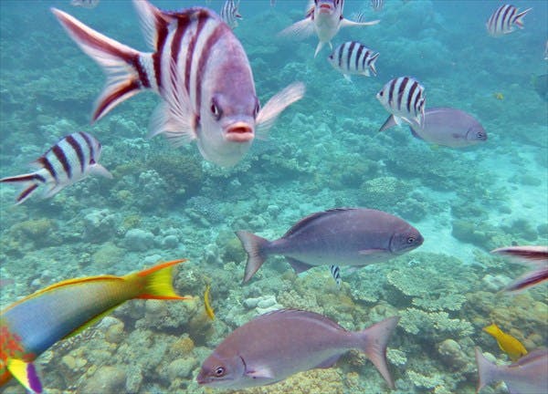 色とりどりの魚が間近に迫る光景は、見応え十分！小笠原ダイビングセンターがご案内します。