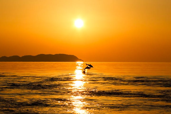 イルカウォッチング受付予約センター