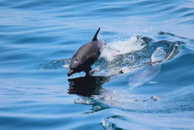 イルカウォッチング・熊本】高確率で出会える、旅の優雅な締めくくりに