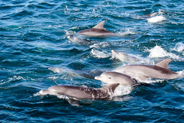 イルカウォッチング・熊本】高確率で出会える、旅の優雅な締めくくりに