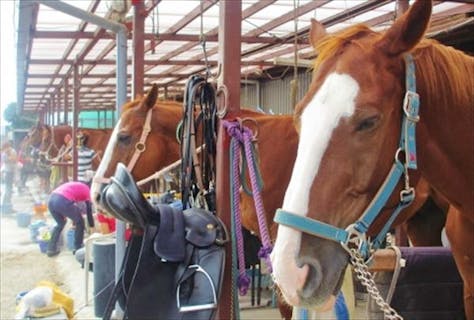 【1回・ビジターレッスン】気軽に体験！乗馬の楽しさ教えます