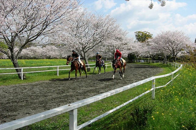 宮崎県東諸県郡の綾町馬事公苑は、県内有数の本格的な乗馬クラブです！