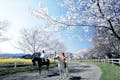 美しい自然の中、乗馬をお楽しみください。春には「綾の桜まつり」が開催されます。