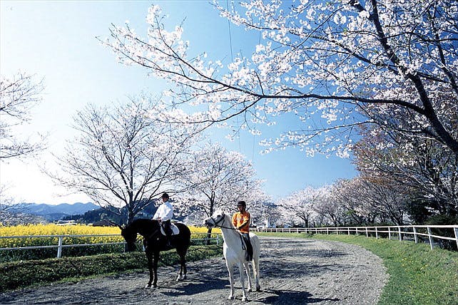 【宮崎・乗馬30分】馬の背に揺られて季節の風を感じよう！乗馬体験初心者プラン