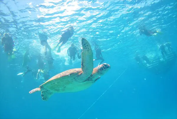 ケラマの海をウミガメと泳ごう 2つのポイントを巡るシュノーケリング アソビュー