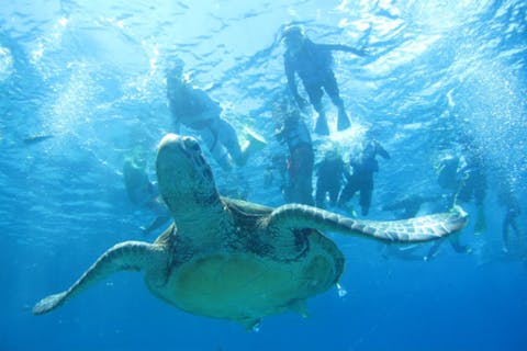 ケラマの海をウミガメと泳ごう！3つのポイントを巡るシュノーケリング