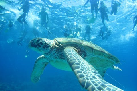 【沖縄・慶良間・シュノーケリング】サクッと気軽に半日体験！ボートシュノーケリング