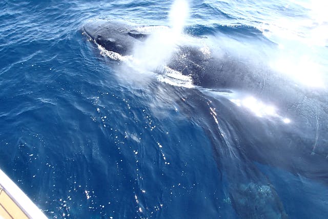 【沖縄・ホエールウォッチング】冬だけの感動体験！慶良間の海へザトウクジラに会いに行こう