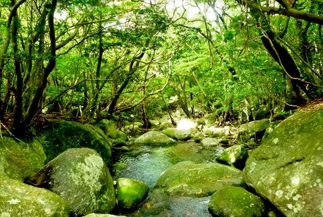 BIG TRIP YAKUSHIMAが、屋久島の名所をご案内いたします。