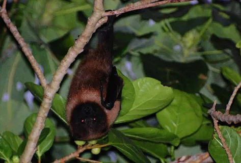 石垣島 エコツアー 星空と夜行性の生き物を見に行こう ナイトウォッチングプラン アソビュー
