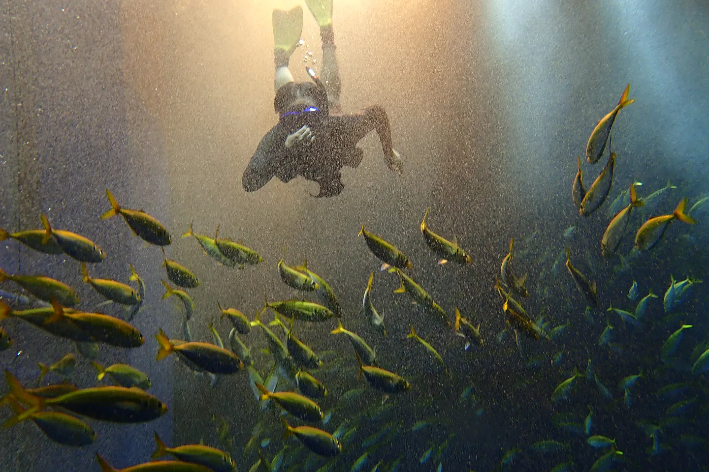 千葉県 千葉市 シュノーケル お魚と戯れよう シュノーケル スキンダイビング アソビュー