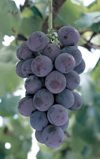 さくらんぼの斉藤園 ネット予約ならアソビュー