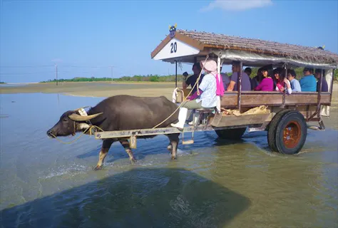 【西表島・マングローブカヤック＆由布島水牛車】離島観光で南国情緒を味わおう！