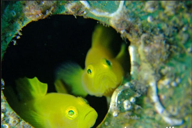 Ohana with（オハナ ウィズ）｜ネット予約ならアソビュー！