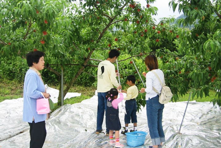 山梨県御坂町 桃狩り 夏休みのイベントにもってこい 家族で楽しむもぎとりプラン アソビュー