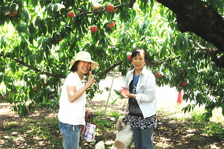 山梨県御坂町 桃狩り 夏休みのイベントにもってこい 家族で楽しむもぎとりプラン アソビュー