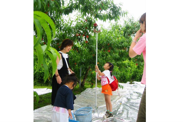 山梨県御坂町 桃狩り 夏休みのイベントにもってこい 家族で楽しむもぎとりプラン アソビュー