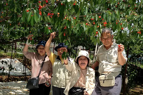 甲州市 さくらんぼ狩り 40分食べ放題で大満足 さくらんぼを頬張ろう アソビュー