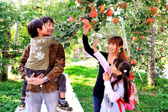 【群馬・りんご狩り】果実の魅力を味わいつくそう！観光フルーツ農園でりんご狩り！（8月下旬～12月上旬）