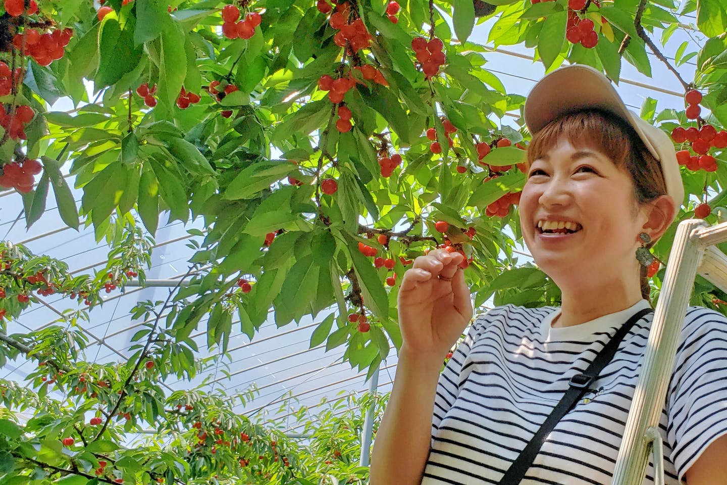 群馬県沼田市 さくらんぼ狩り 高地で育った高品質のさくらんぼを 30分食べ放題 6月上旬 7月中旬 アソビュー