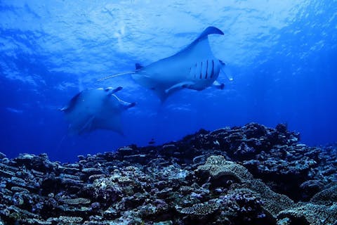 石垣島/ファンダイビング　世界有数のマンタポイントへもご案内！Cカード保持者対象！