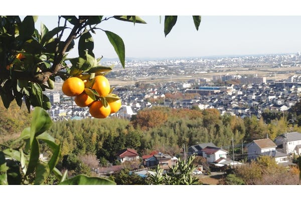 神奈川・厚木・みかん狩り】専門農園で果汁たっぷりのみかんを2時間