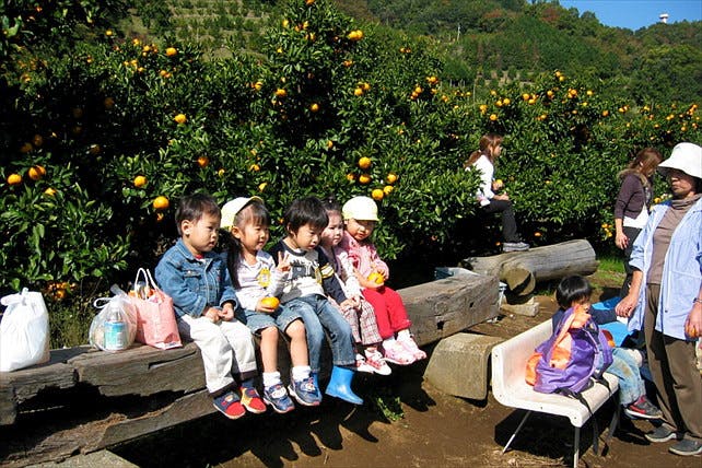 東名厚木icから分 みかん狩り 専門農園で果汁たっぷりのみかんを2時間食べ放題で満喫 アソビュー