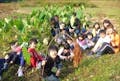 子供たちの遊び道具は自然の植物です。サトイモの葉っぱで何をして遊ぼうか。
