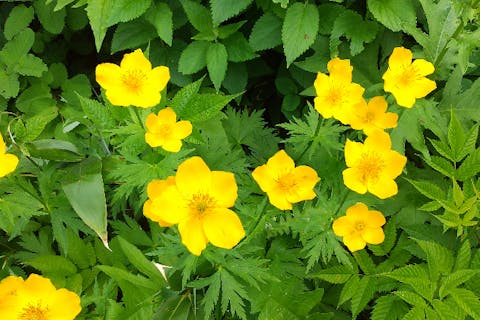 【知床・登山ツアー】日本百名山・羅臼岳に挑もう！絶景を眺める羅臼コース
