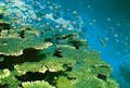 竜串の海は珊瑚礁が豊か。珊瑚を住処にする熱帯魚の群れは絶景です。