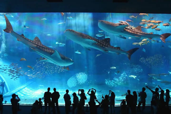 沖縄県 日帰りバスツアー 那覇発 観光バスで快適 美ら島の人気スポットを巡ろう Aコース アソビュー