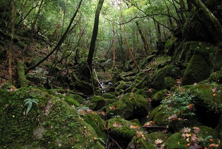樹之香（きのこ）