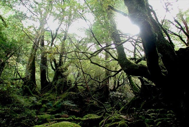 【屋久島・トレッキング4km】白谷雲水峡へ。神秘の森をめぐるトレッキングツアー