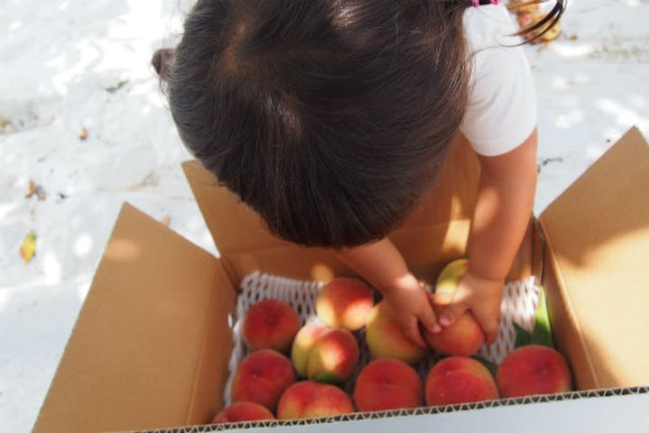 山梨県笛吹市 桃狩り 大手飲料会社にも使われている 高品質な桃をどうぞ 美味しい桃狩り体験 アソビュー