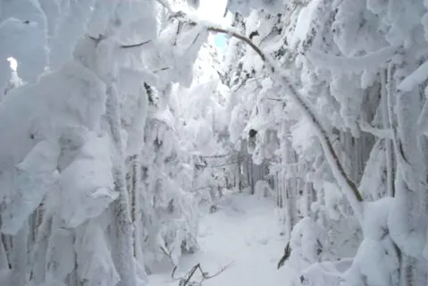 【縞枯山・茶臼山・雪山登山】一面に広がる銀世界を望む！初心者向け雪山登山プラン