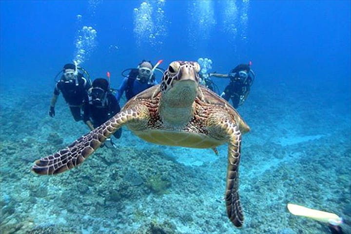 那覇 体験ダイビング 1日 透明度抜群のケラマブルー 沖縄 慶良間諸島の海に潜る体験ダイビング アソビュー