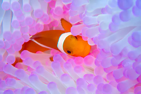 【恩納村】シュノーケリング｜珊瑚の村でニモに会いに行こう！専属ガイド貸切だから初心者やお子様でも安心（安全対策優良店／高画質写真・動画データ無料／充実アメニティ／港からボート移動わずか5分で楽チン♪）