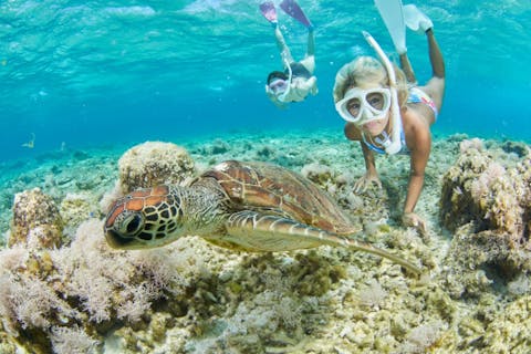 【石垣島/PM半日】ウミガメと泳ごう！サンゴの楽園＆ウミガメ半日シュノーケル〈写真データ無料〉
