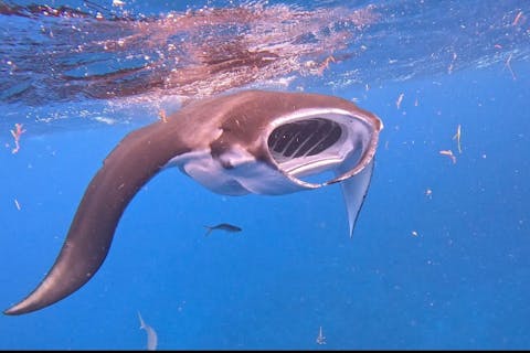 【石垣島/1日】11月から4月までの期間限定！大迫力の水面マンタシュノーケル！初心者専門の全力サポート！GoProレンタル無料☆