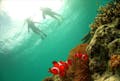 「沖縄で一番の海」は、やっぱり石垣島。かりゆし石垣島が最高のダイビング体験をお約束します。