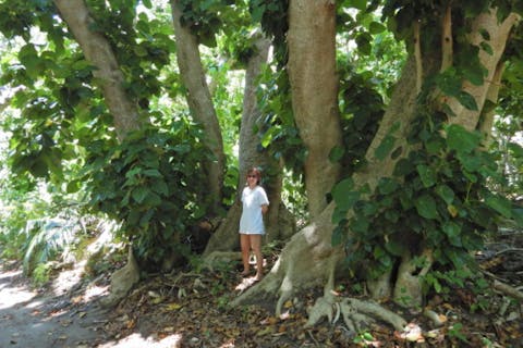 【小笠原・父島・半日・森歩き】世界遺産の森を体感できるフォレストウォーク！