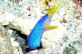 カラフルな水生生物がお出迎え。ダイビング撮影に詳しいスタッフも。ご相談ください！
