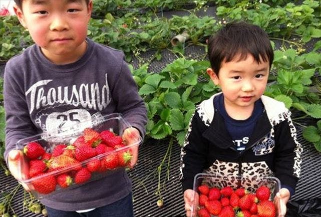 吉次園は、小さなお子様も美味しく召しあがれる紅あやねといういちごを栽培しています。