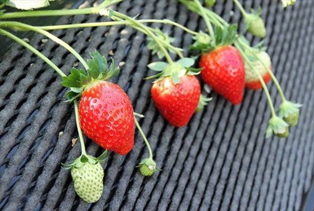 熊本 いちご狩り 貴重品種 紅あやねが食べられるいちご狩り アソビュー