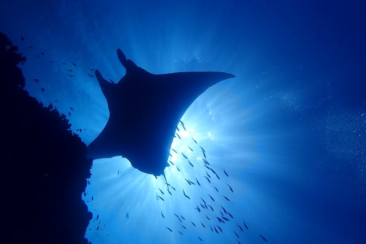 Manta Holic Kabira（マンタホリックカビラ）