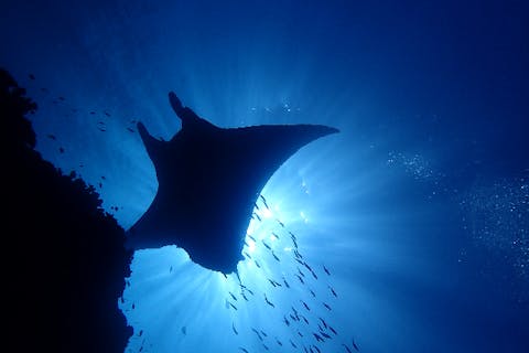 【石垣島川平・ファンダイビング2ダイブ】憧れのマンタに抜群のサンゴ礁！贅沢ダイビングを川平で！