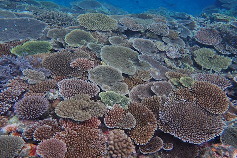 【石垣島川平・シュノーケリング2サイト】石垣島に来たら！川平の海で、カメもマンタも！みんなで楽しもう！