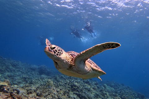 【石垣島・1日・シュノーケリング】［石垣島発着］安心の少人数制！憧れの無人島＆マンタ＆ウミガメ＆サンゴ礁の海へ行こう！感動の美ら海でシュノーケリング！