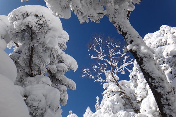 八ヶ岳・スノートレッキング】ガイド同行で安心！八ヶ岳で雪山