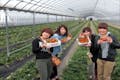 前田いちご園は鹿児島県南九州市にてイチゴ狩り体験を開催しています。